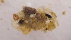 Glossosomatidae