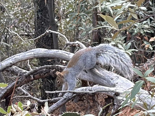 Arizona Gray Squirrel observed by logan_young