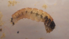 Glossosomatidae