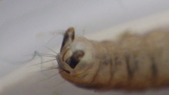 Glossosomatidae