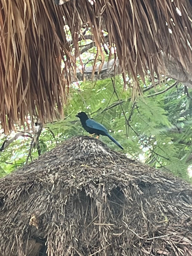Yucatan Jay (Cyanocorax yucatanicus), photo 3