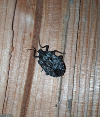 Brochymena affinis