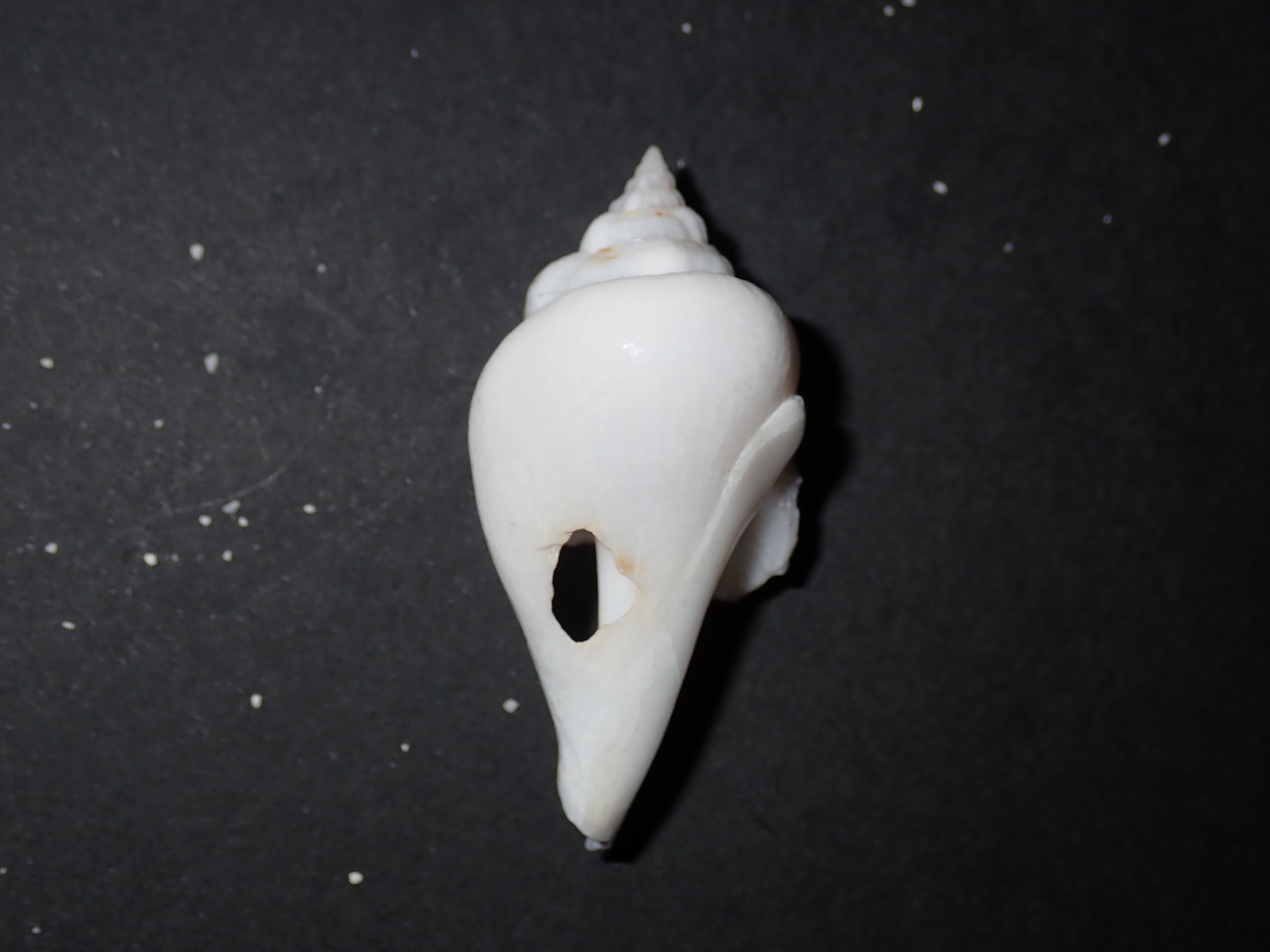 Gibberulus gibberulus (Linnaeus, 1758)