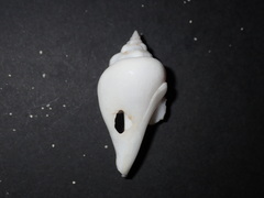 Gibberulus gibberulus