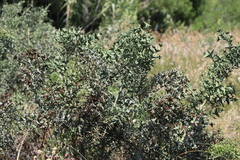 Colletia paradoxa