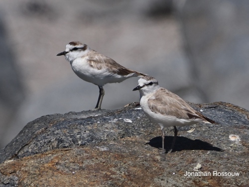 iNaturalist: (c) Jonathan Rossouw, some rights reserved (CC BY-NC), uploaded by Jonathan Rossouw iNaturalist image