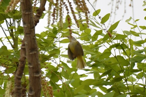 Senegal Eremomela (Eremomela pusilla), photo 5