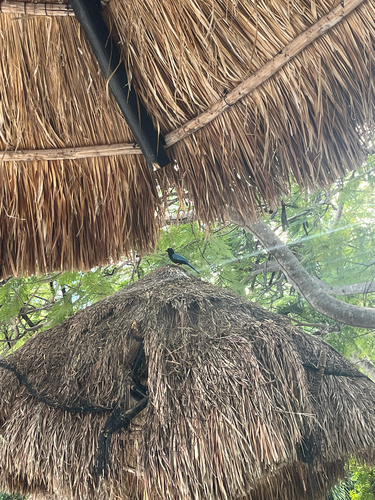 Yucatan Jay (Cyanocorax yucatanicus), photo 4