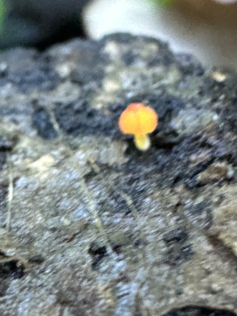 Pruinomycena acicula · January 2026 · photo: © irinamitine (iNaturalist, cc-by)