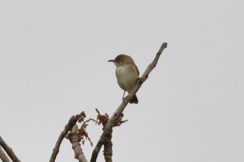 Dorst's Cisticola (Cisticola guinea), photo 8