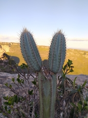 Cereeae