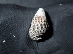 Cerithiidae