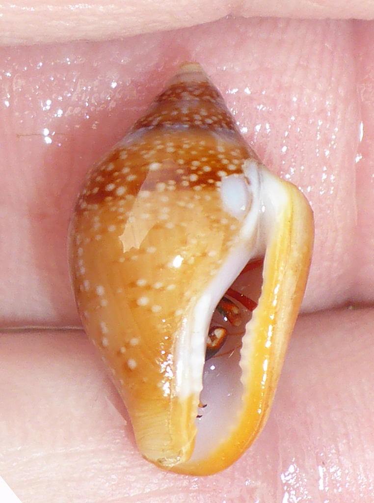 Columbella aureomexicana