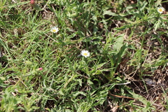 Noticastrum diffusum