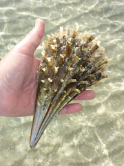 Pinna rugosa