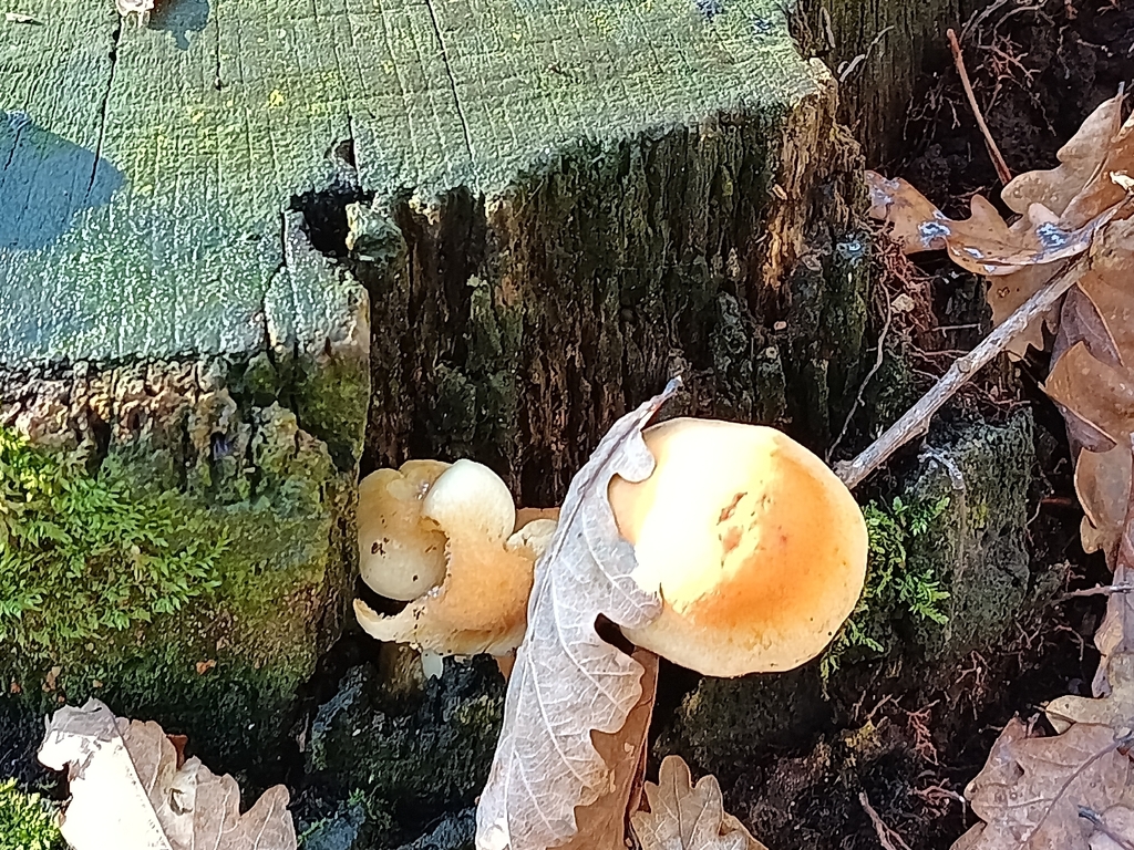 Hypholoma fasciculare · January 2026 · photo: © carl_ramirez (iNaturalist, cc-by)