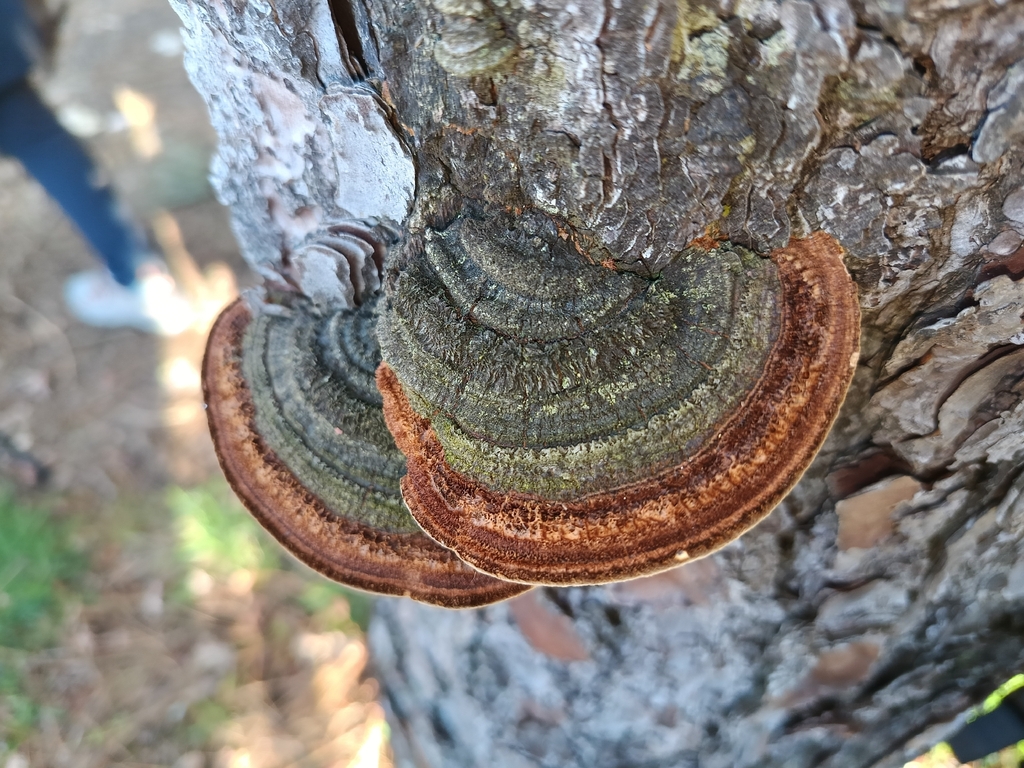 Porodaedalea pini · January 2026 · photo: © carl_ramirez (iNaturalist, cc-by)