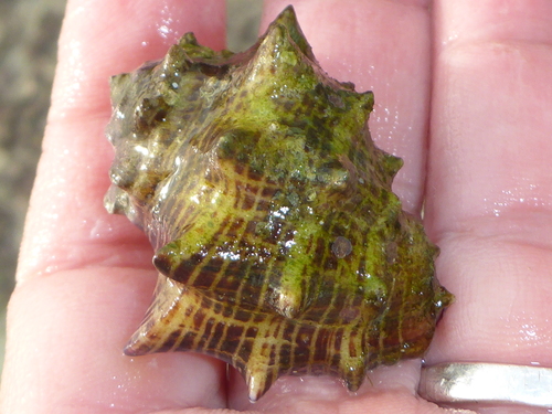 Vasula speciosa