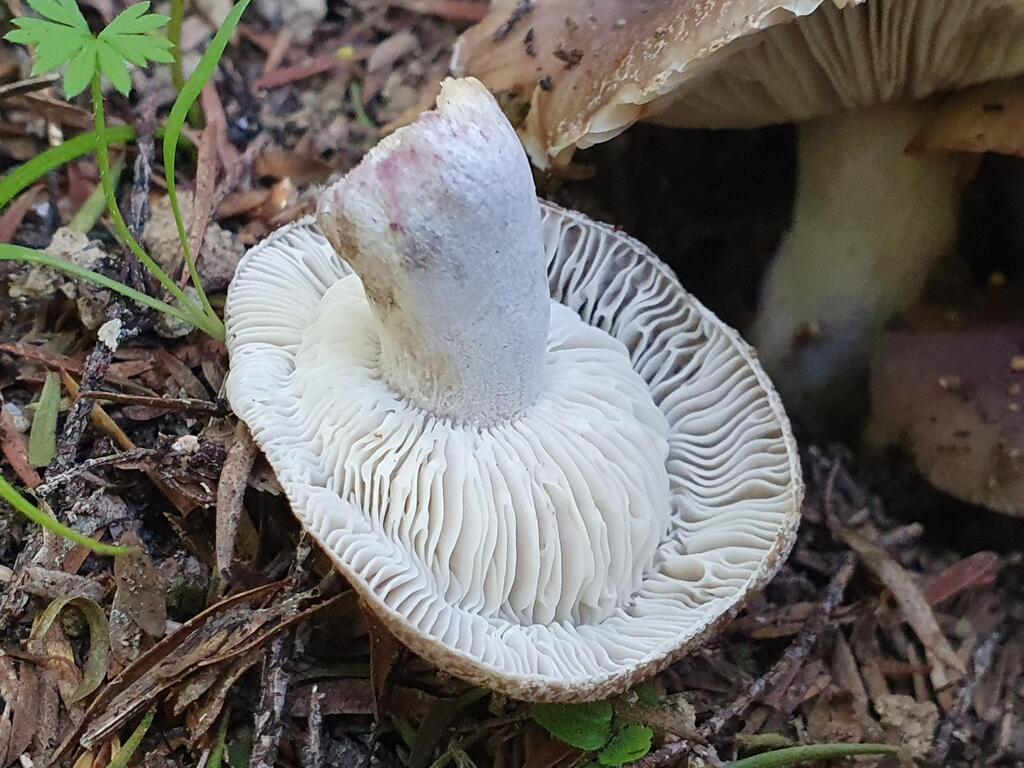 Russula griseoviridis · January 2026 · photo: © rgpowlesland (iNaturalist, cc-by-nc)