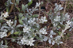 Senecio crassiflorus