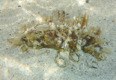 Pinna rugosa