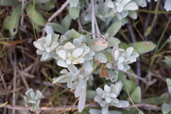 Senecio crassiflorus
