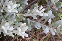 Senecio crassiflorus