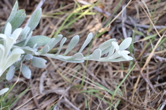 Senecio crassiflorus