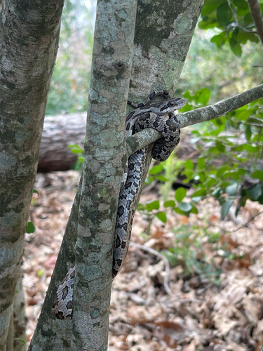 Western Ratsnake observed by jakes26