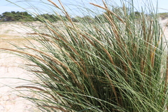 Sporobolus coarctatus