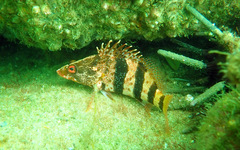 Hypoplectrodes nigroruber