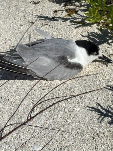 Common Tern observed by colemanevansgk