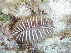Jenneria pustulata