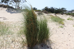 Sporobolus coarctatus