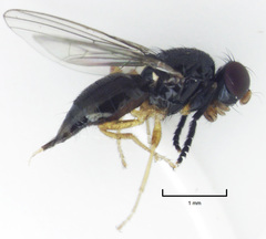 Protopiophila australis