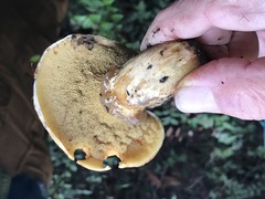 Suillus ponderosus
