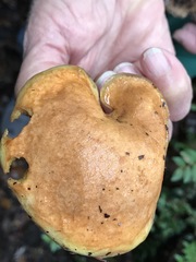 Suillus ponderosus