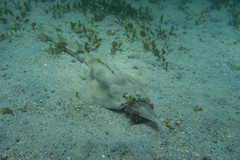 Aptychotrema rostrata