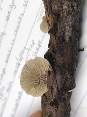 Clitopilus hobsonii