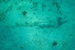 Aptychotrema rostrata