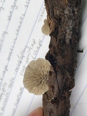 Clitopilus hobsonii