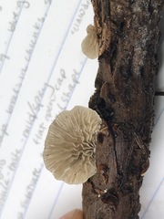 Clitopilus hobsonii