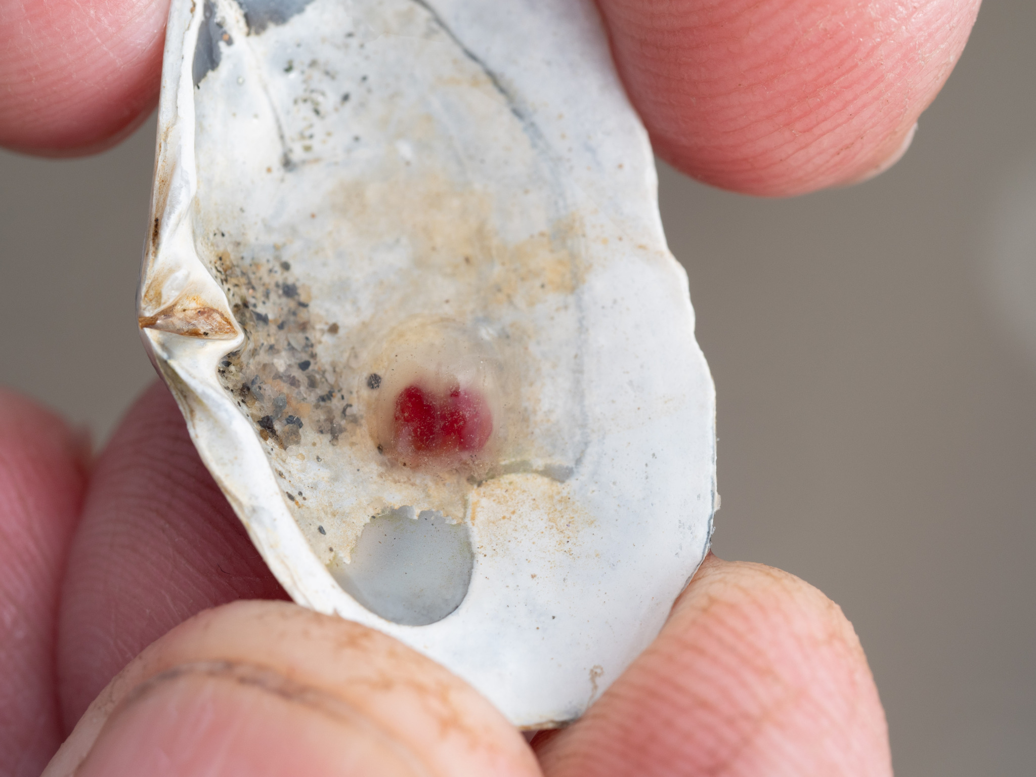 Turritopsis rubra (Farquhar, 1895)