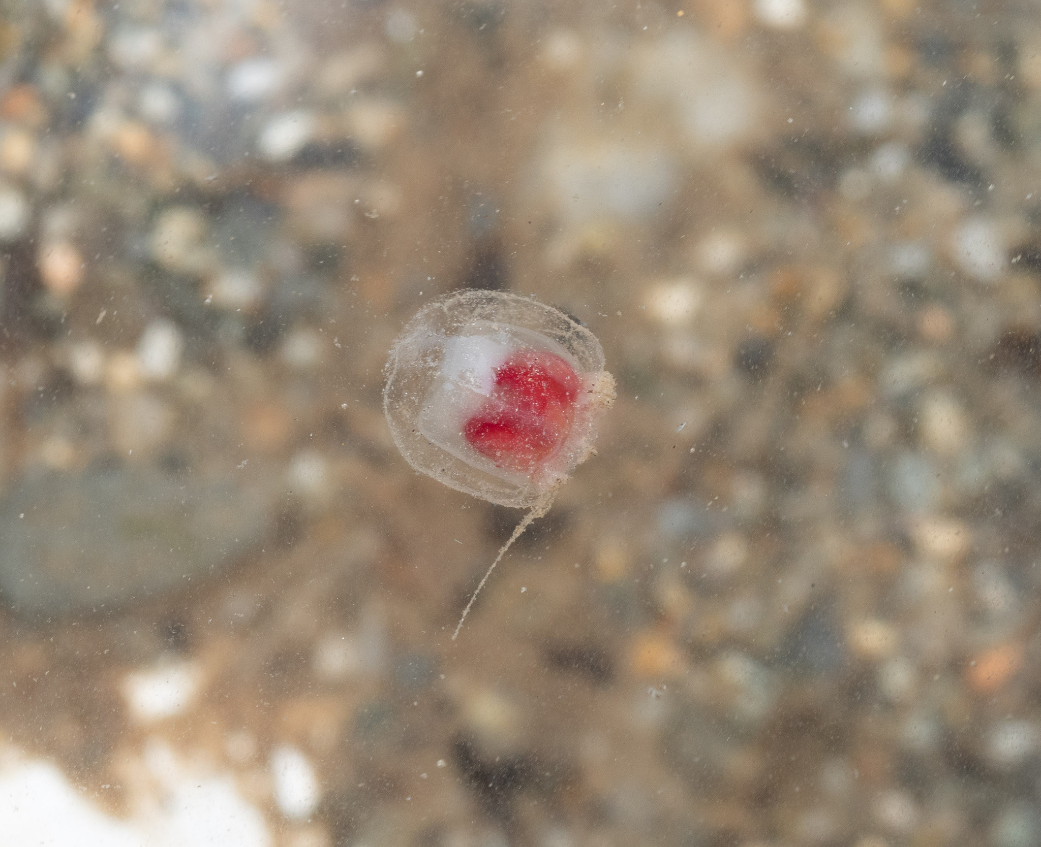 Turritopsis rubra (Farquhar, 1895)