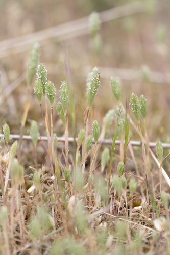 Sand Cat's-tail (Phleum arenarium)