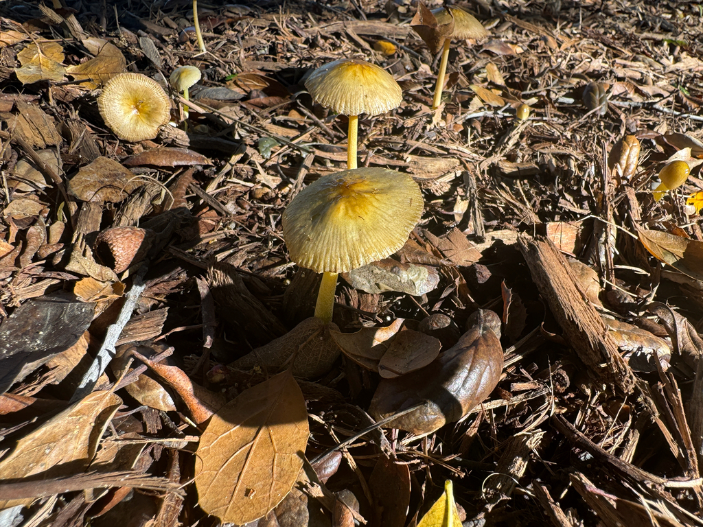 Bolbitius titubans · January 2026 · photo: © catslovetofindplants (iNaturalist, cc0)