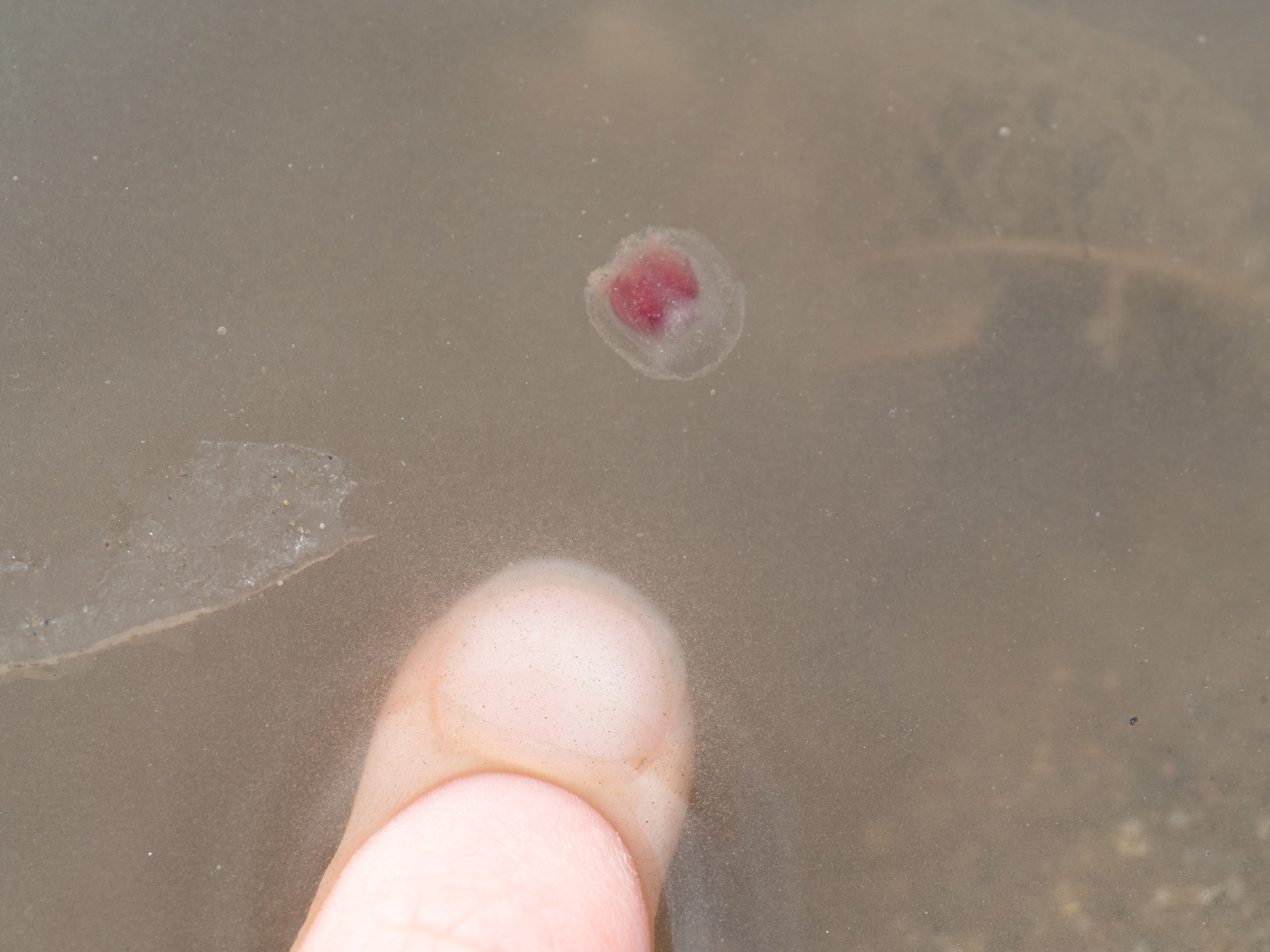 Turritopsis rubra (Farquhar, 1895)