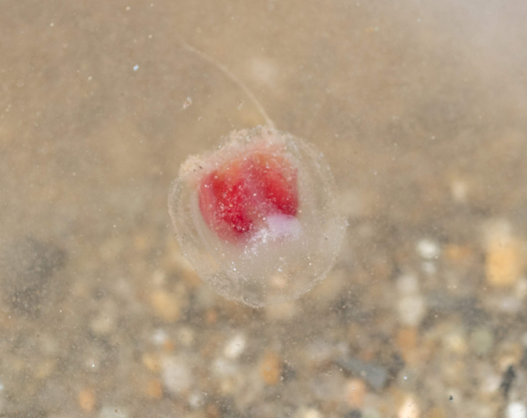 Turritopsis rubra (Farquhar, 1895)