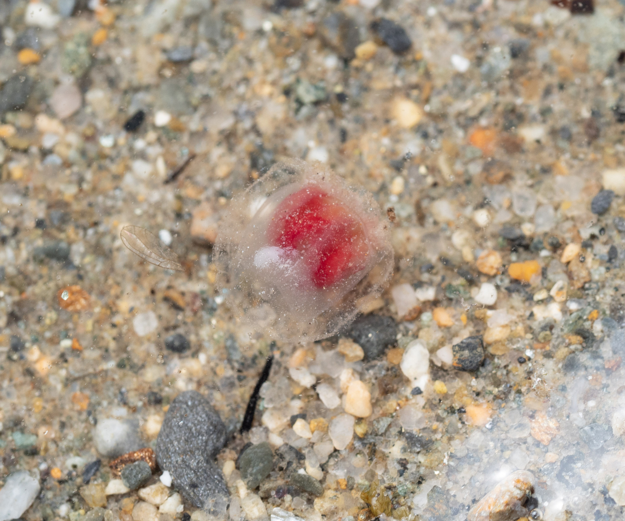 Turritopsis rubra (Farquhar, 1895)