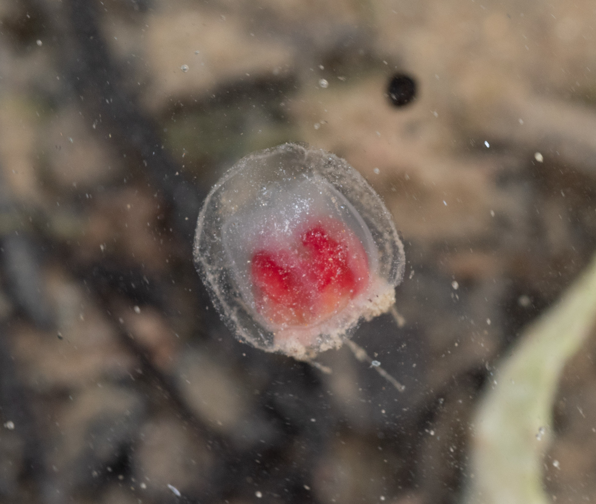 Turritopsis rubra (Farquhar, 1895)